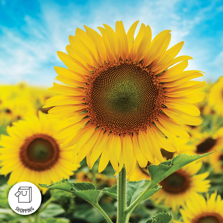 Photograph of a vibrant sunflower field under a blue sky, focusing on a large, detailed sunflower with bright yellow petals and a textured brown center. Background shows multiple sunflowers slightly out of focus, highlighting depth and natural beauty of the scene.